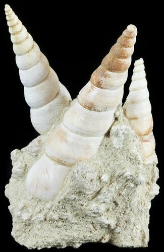 Fossil Gastropod (Haustator) Cluster - Damery, France #62517